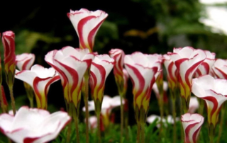 In the mood for a stunning change to your spring garden beds? Look no further. Consider the cany cane oxalis plant. Their gorgeous two-tone blossoms make for a fun, unique and appealing addition to any garden setting, whether it’s a border garden or rock garden, container garden or accent plant.