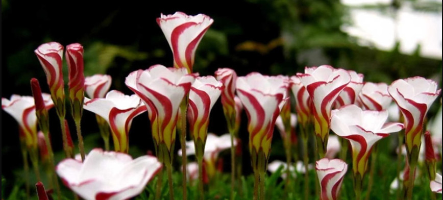 1 flowering sized bulb Oxalis 'Candy Box Cherry'
