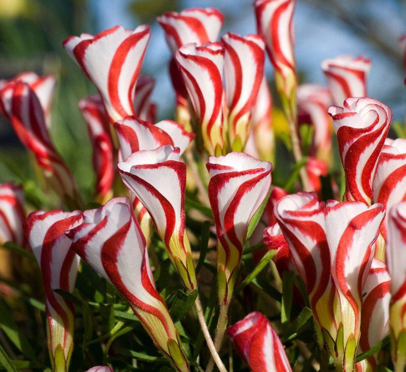 Candy cane oxalis flowers are red and white, hence the name. In early spring, trumpet shaped blooms appear, even on young plants. Gardeners in some areas may find blooms on the plant in late winter. Flowers of the candy cane oxalis plant appear white once the trumpets have opened, as the red stripe is on the bottom of the petal. Buds of the candy cane oxalis often close at night and in cool weather to again reveal the candy cane stripes.