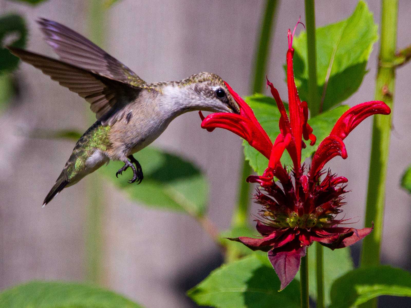 Bee Balm for hummingbirds is available in many varieties and colors. The Scarlet Bee Balm is most preferred by hummingbirds. The spiky red and scarlet clusters beautify our gardens and the hummingbirds certainly enjoy them. 