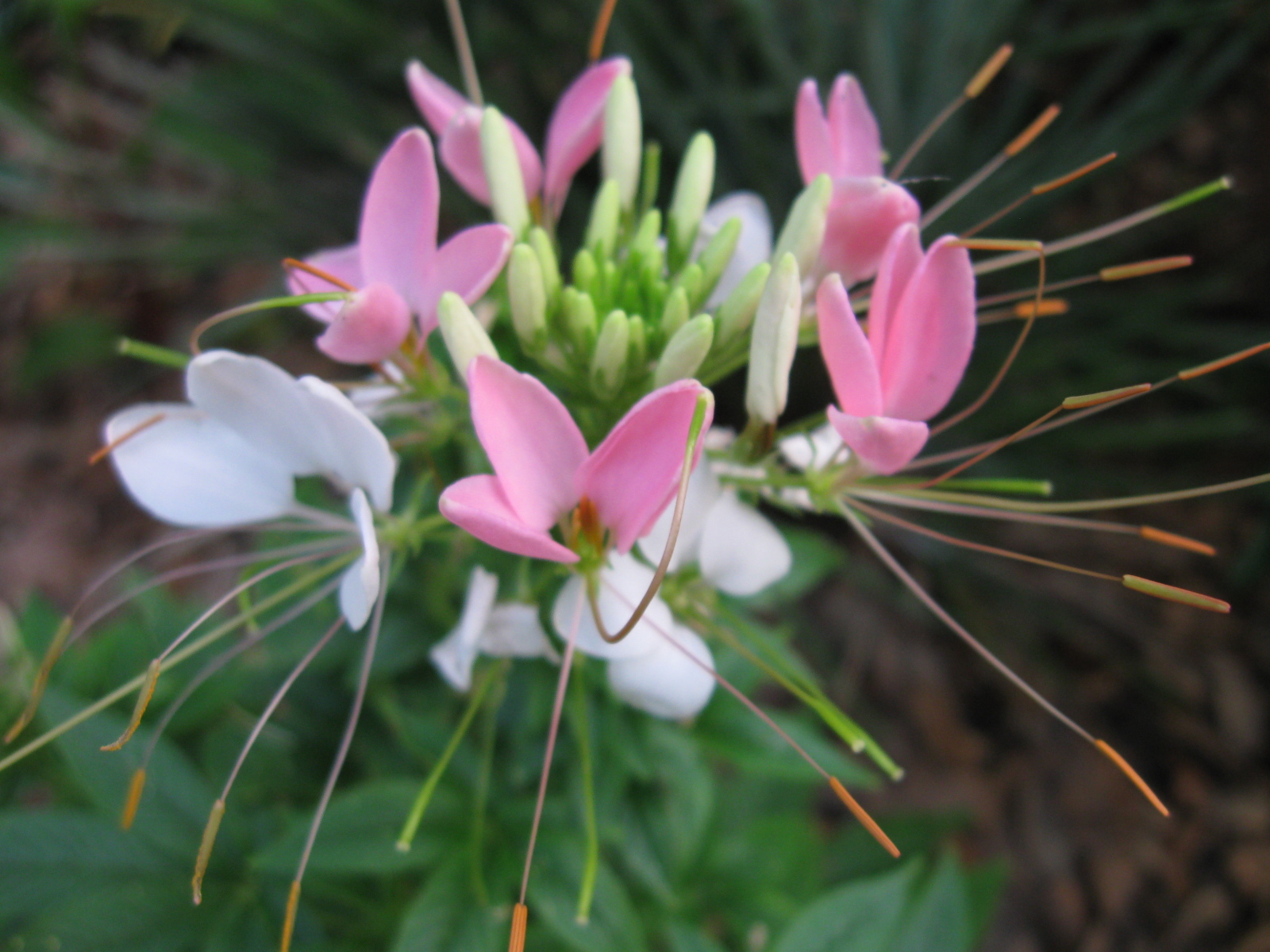 The blooms are a favorite nectar source for hummingbirds, butterflies, bees, and other insects. Plant Cleome in your garden to enjoy the colorful blooms and attract visitors to your yard this year!