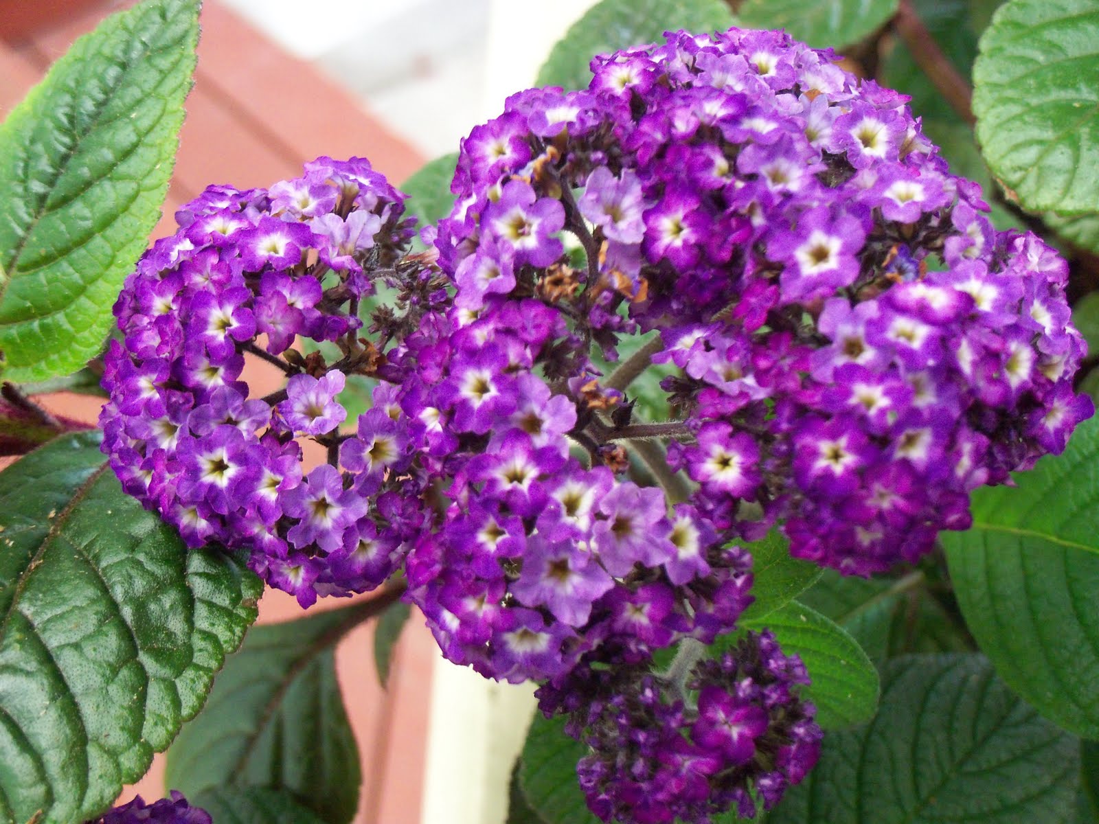 Also known as cherry pie plant for the sweet cherry-like scent, the heliotrope flower is attractive to hummingbirds, butterflies, and other insect pollinators.
