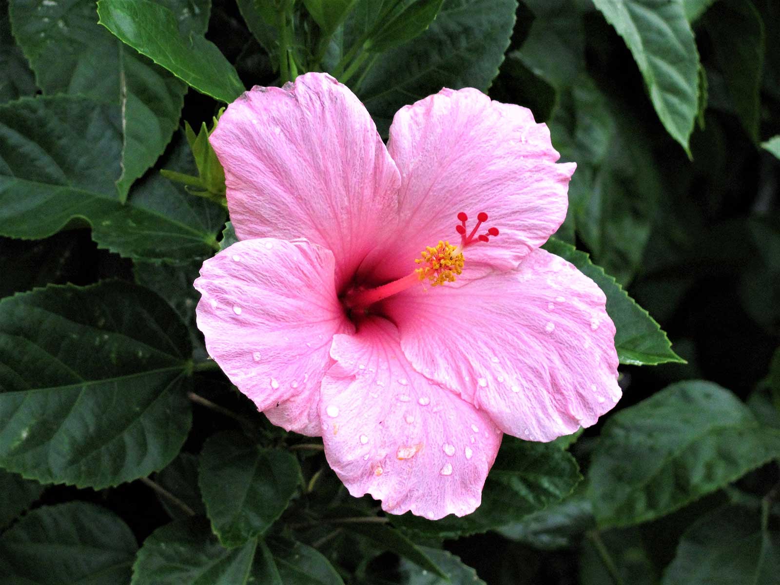 hibiscus is a favorite of hummingbirds in part due to its fantastic color. Vibrant colors draw hummingbirds, so Hibiscus is a good choice for a hummingbird garden.