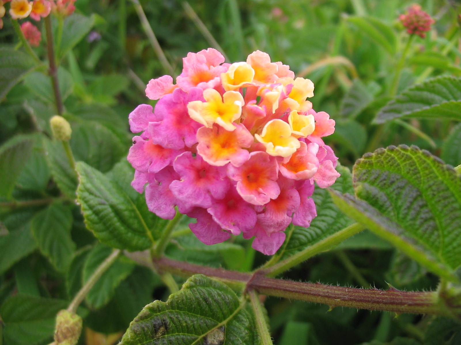 A favorite of butterflies and hummingbirds alike, lantana offers colorful red, yellow, orange, pink, lavender, or white flowers. These heat-loving, drought-resistant plants will fit well in sunny spots in your garden
