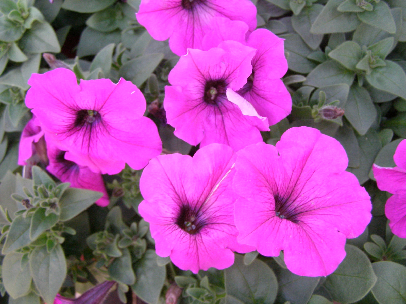  Petunias attract hummingbirds and provide them with a good source of nectar which gives them energy through the day. You can grow your own petunias in your yard or even in hanging baskets. Plant the petunias in the spring and you can watch the hummingbirds enjoy them as they fly north for breeding season.