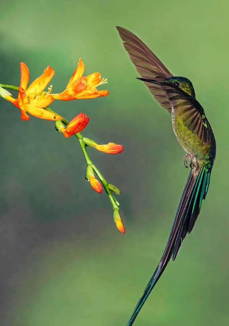 Hummingbirds have forked tongues with hair-like fibers called lamellae. When the tongue dips into the nectar, it automatically separates. The forked tongue and lamellae automatically zip closed as the tongue pulls back, pulling nectar back into the beak with it. Rather than sucking the nectar, their tongue is essentially, grabbing and trapping nectar, carrying it into their mouths.