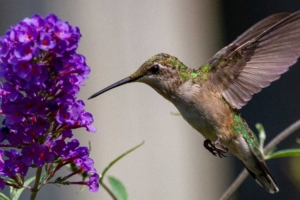 Flowers For Hummingbirds