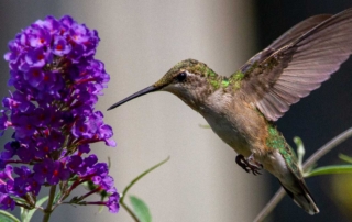 Want to attract hummingbirds to your garden? Consider planting some of these bright blossoming beauties