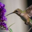 Want to attract hummingbirds to your garden? Consider planting some of these bright blossoming beauties