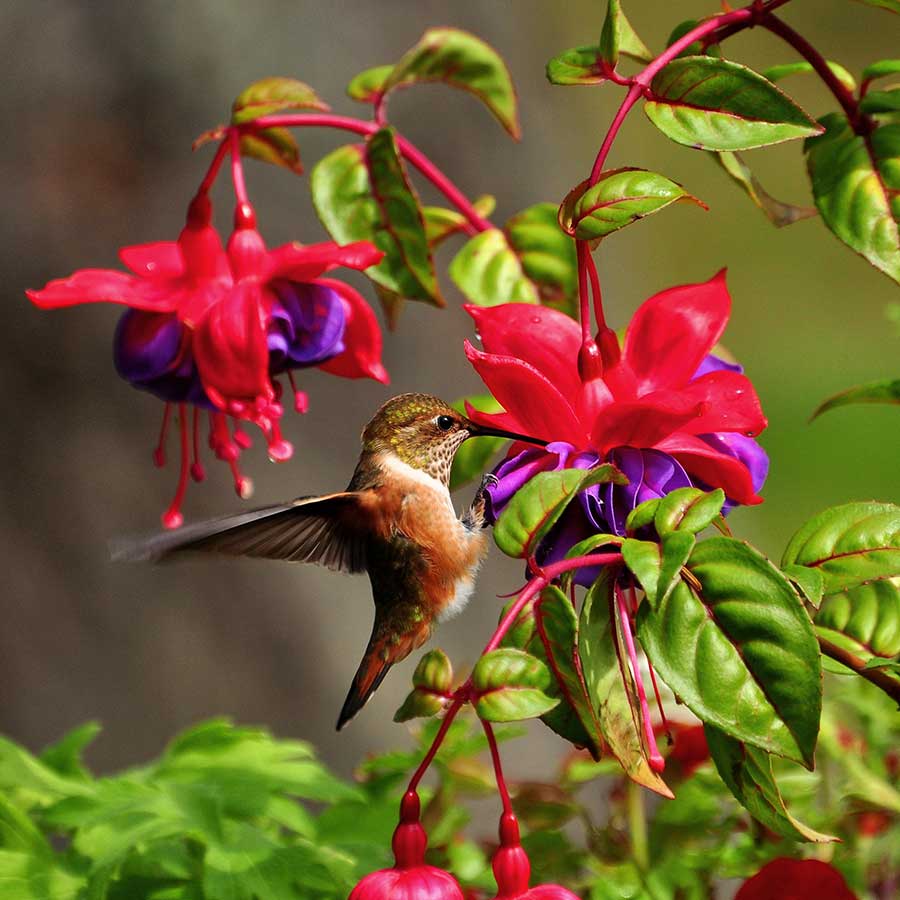 These jewel-feathered whirling dervishes eat half their body weight in bugs and nectar each day, according to the National Audubon Society. That’s the equivalent of visiting more than 1,000 flowers.
