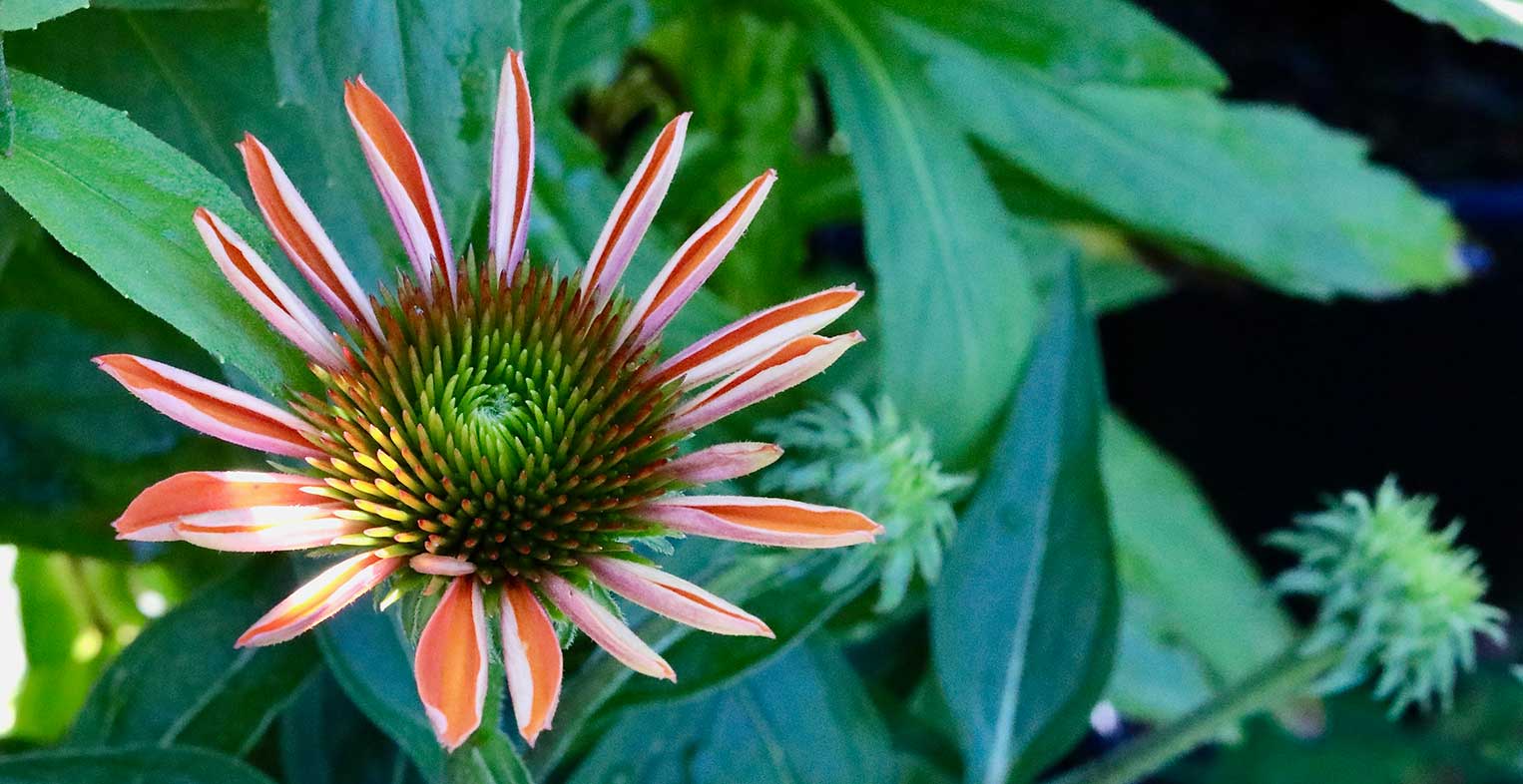 Echinacea Adobe Orange has compact habit and slingshot rocket sled blooming power, producing lightly-scented orange daisy flowers for months. 