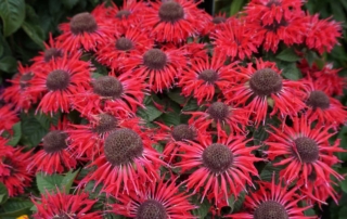 This recent selection, part of the Bee-You Series, is compact and features deep red flowers, arranged in large, shaggy heads. Foliage is delightfully fragrant, and significantly more resistant to powdery mildew than most older varieties.