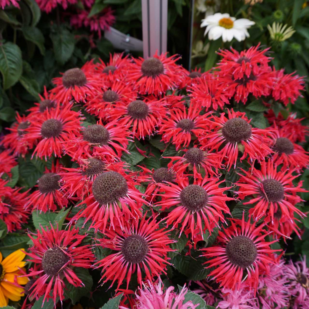 This recent selection, part of the Bee-You Series, is compact and features deep red flowers, arranged in large, shaggy heads. Foliage is delightfully fragrant, and significantly more resistant to powdery mildew than most older varieties.