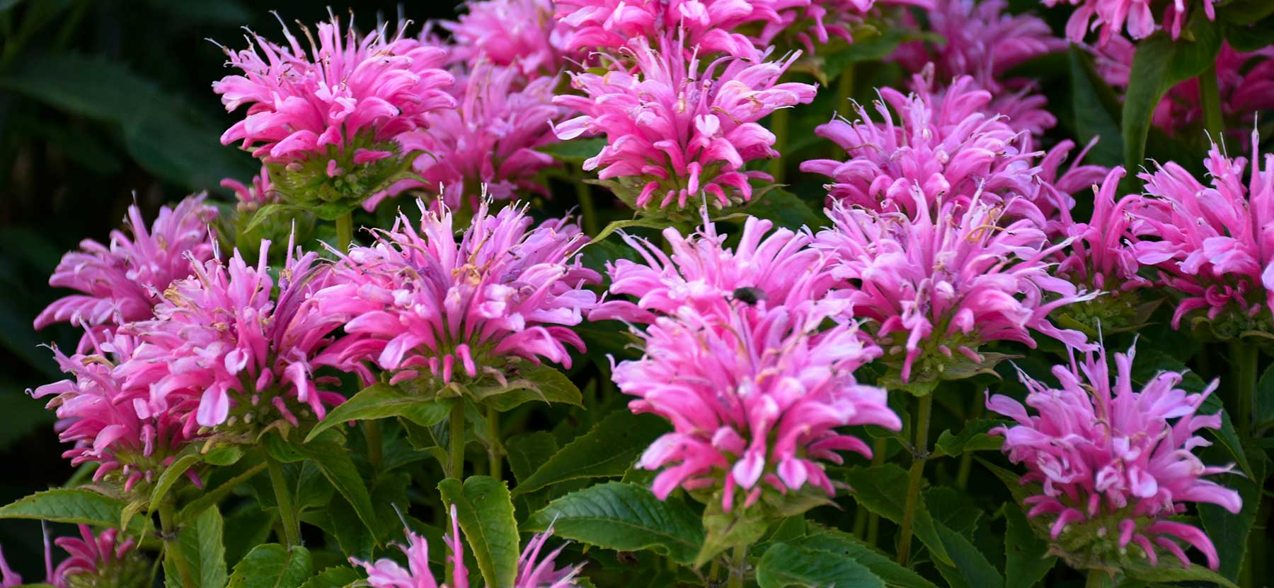 The bee balm plant is a North American native perennial herb. Bee balm is very attractive to bees, butterflies, and hummingbirds. The bee balm flower has an open, daisy-like shape, with tubular petals in shades of red, pink, purple, and white.