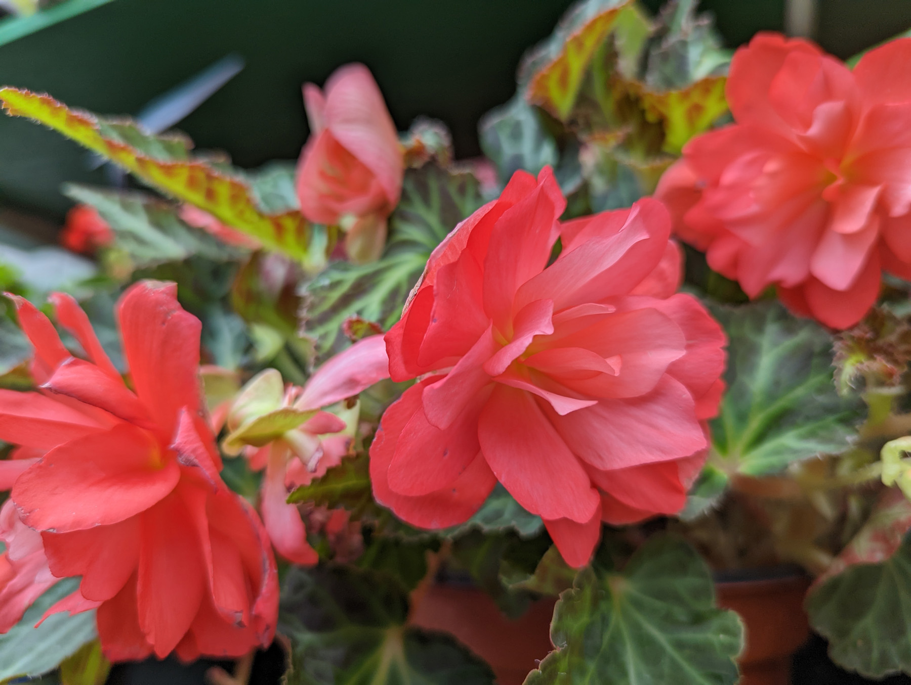 They are often used as container plants on patios and porches, in hanging baskets, and as bedding plants. They need frequent watering and light fertilization. 