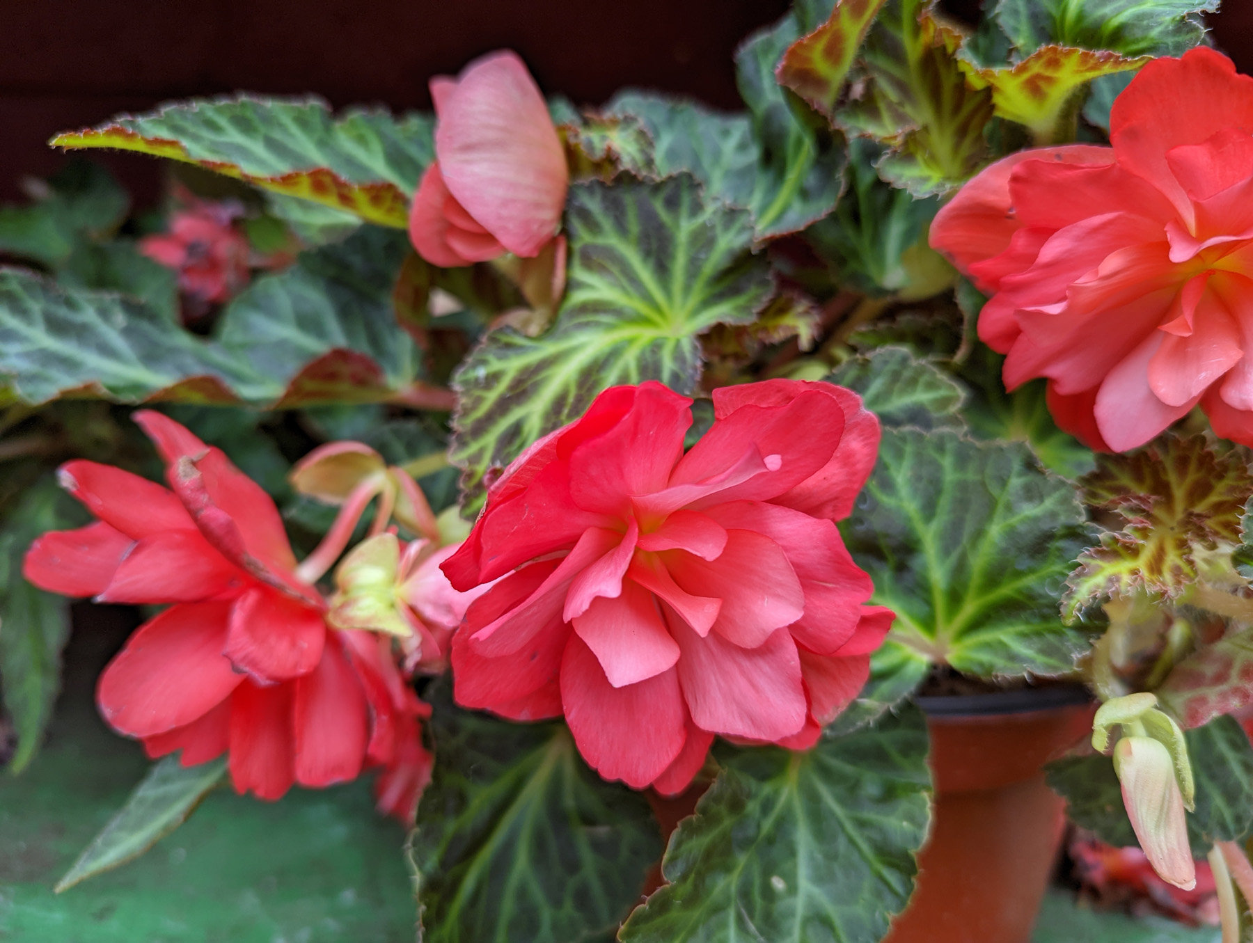 These begonias are popular for their beautiful 2- to 4-inch- wide flowers that come in a variety of colors 