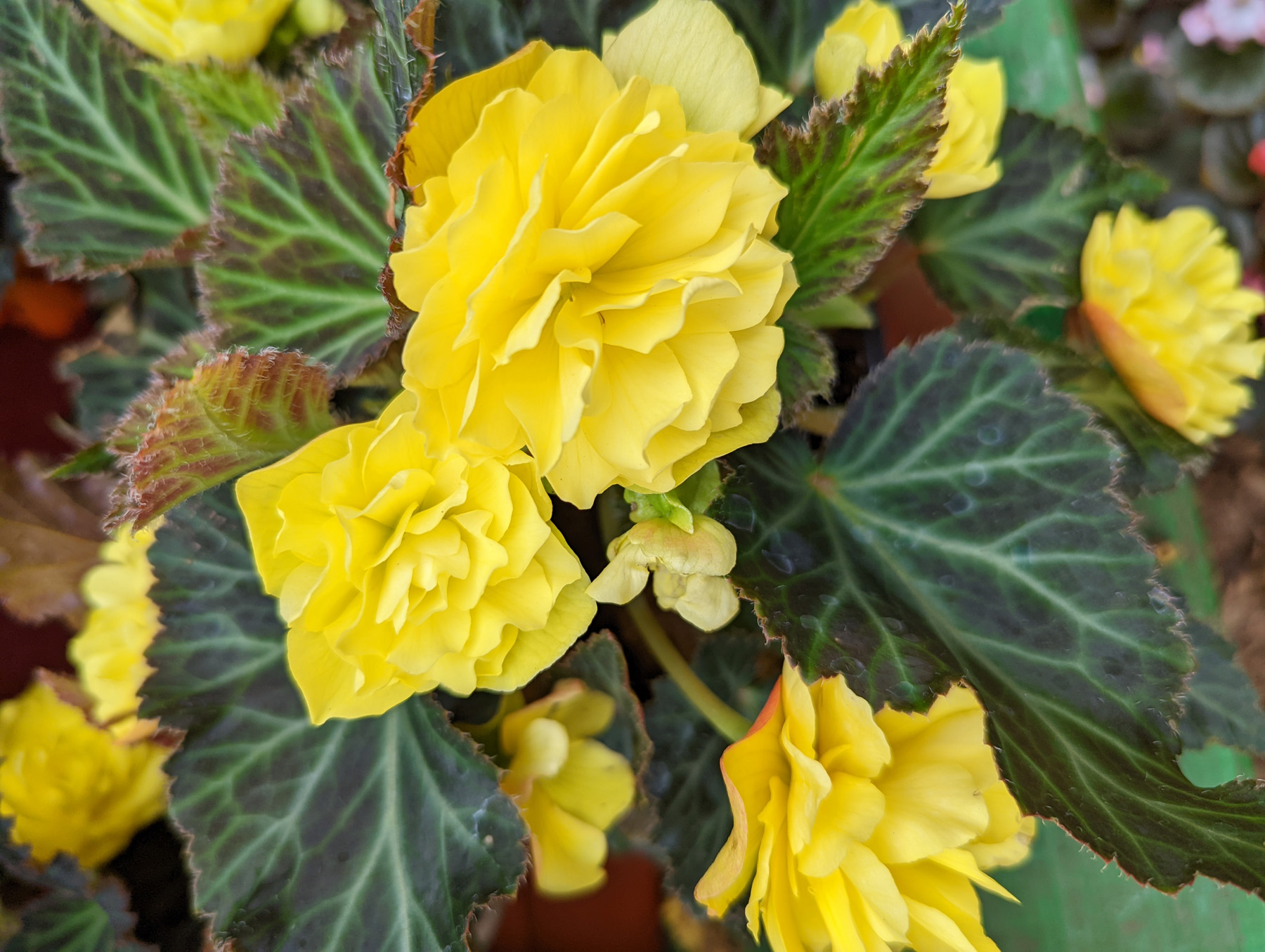 These begonias are popular for their beautiful 2- to 4-inch- wide flowers that come in a variety of colors and forms