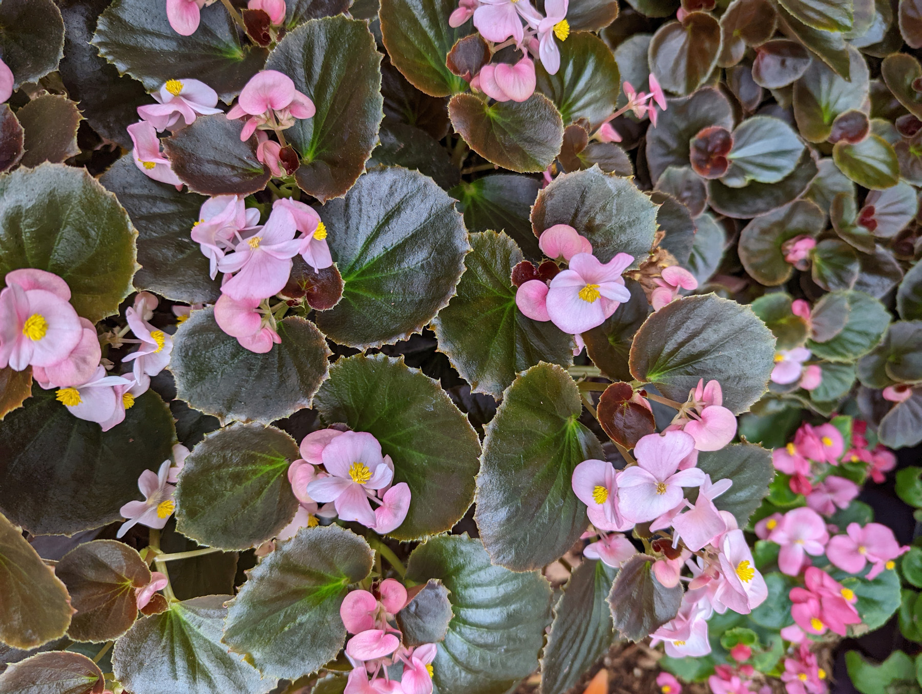 Wax begonias grow quickly, are deer resistant, and spread to fill in spaces in the garden.