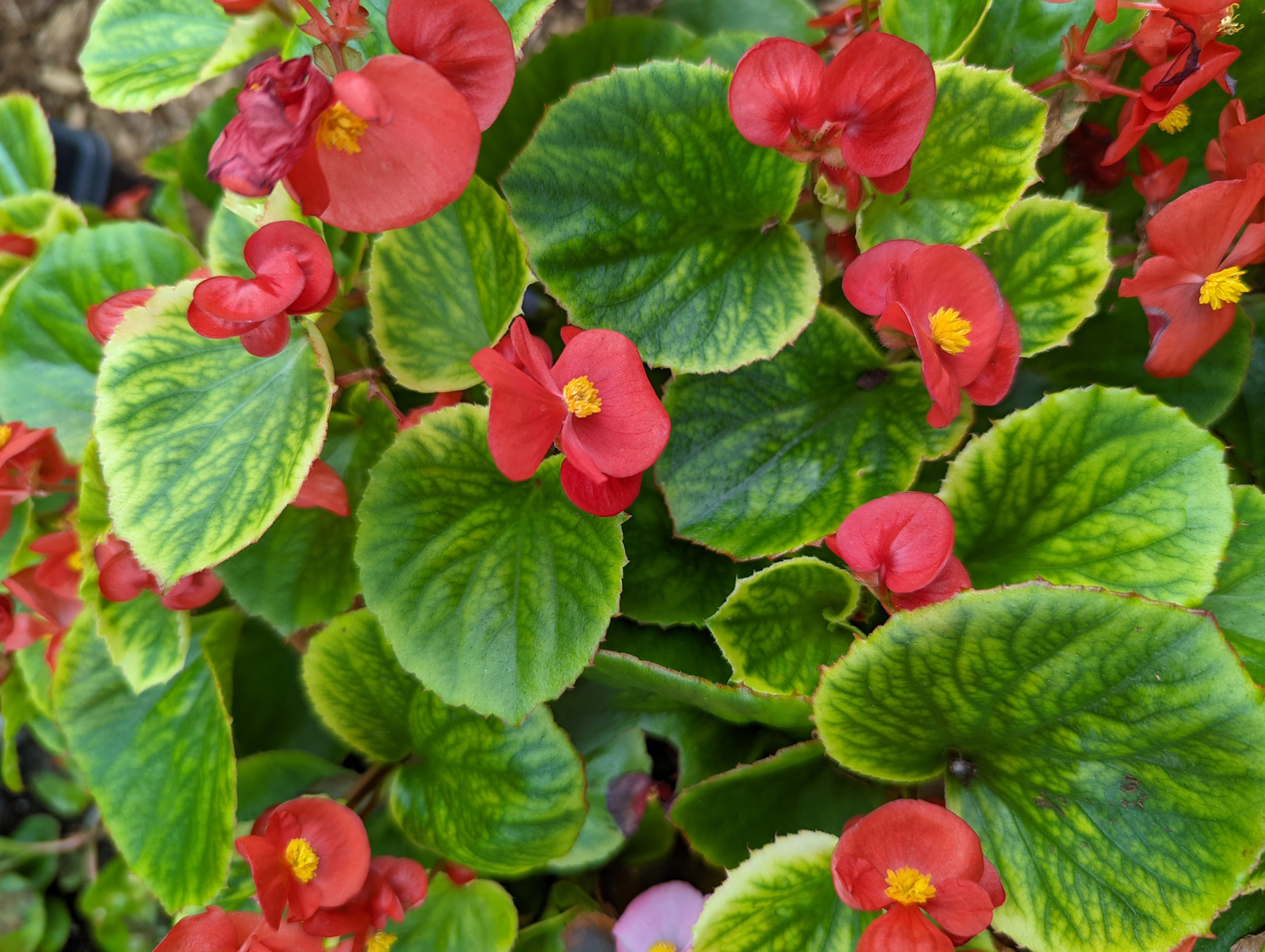 They can be used as bedding plants, in window boxes and in hanging baskets. Their bright colorful flowers have sepals but no petals. 