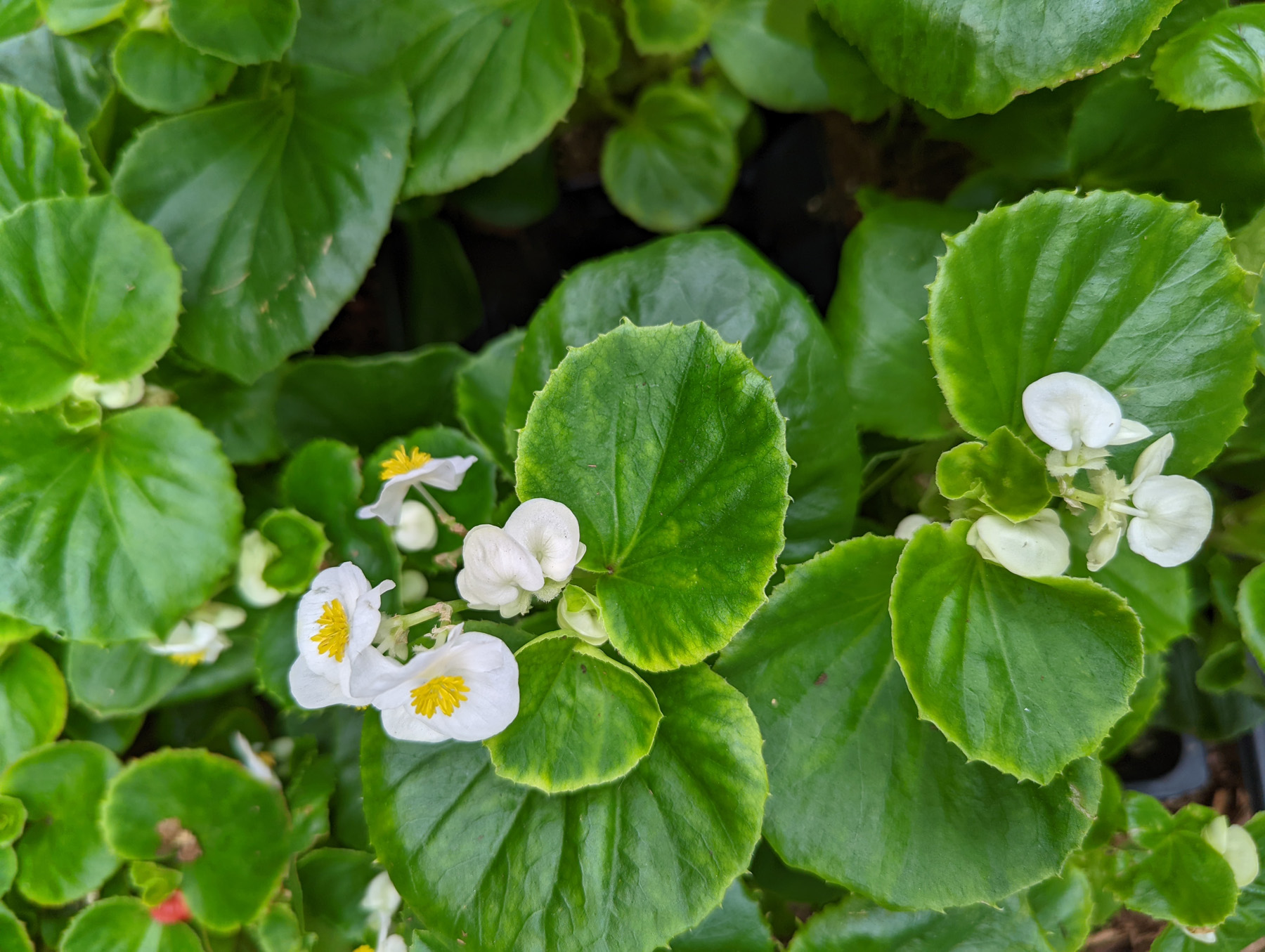 Small, bushy plants, with shiny, heart-shaped leaves of green, bronze-red or mahogany, are covered with small white, pink, rose or red flowers.