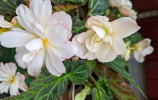 Begonias are one of the best indoor/outdoor plants you can grow. Not only do they make exceptional houseplants, these versatile plants make lovely additions to hanging baskets, window boxes, or mixed containers