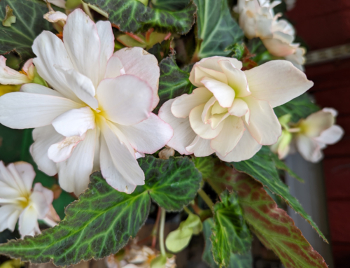The Beauty of Begonias