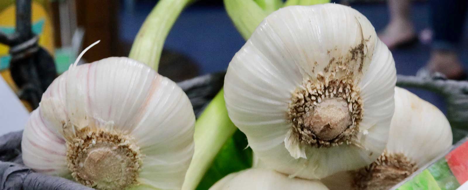  Did you know that garlic has a lot of health benefits? We like to say, A clove of garlic a day, keeps the doctor away.