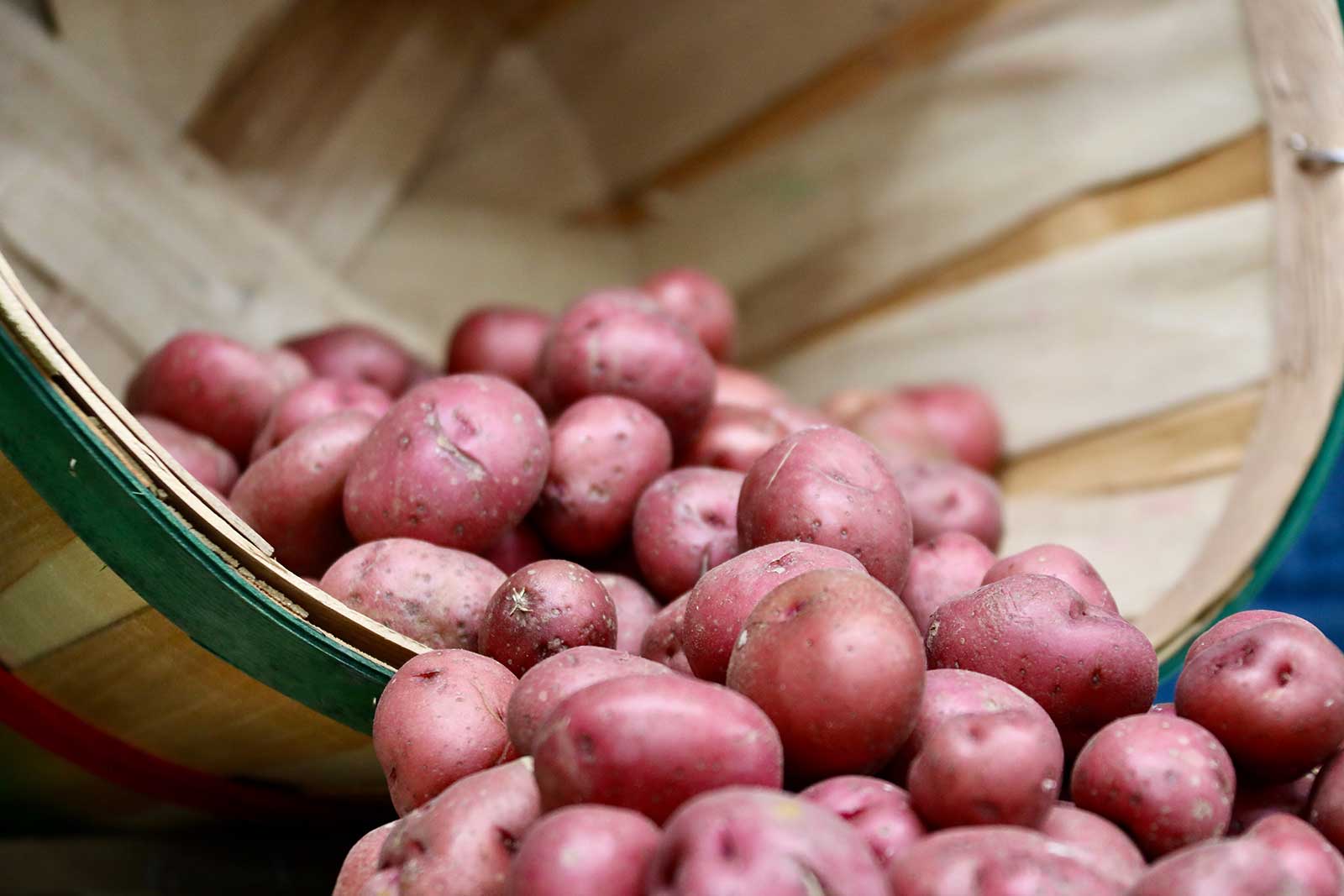 Fresh Local Red Potatoes