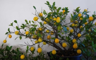 Meyer lemon trees combine the best of lemons and mandarin oranges into one hybrid, fruit-bearing tree. If you haven’t heard of a Meyer lemon before, you’re missing out on this farmers market favorite.