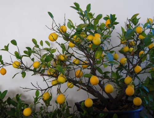 Meyer Lemon Tree | Citrus × meyeri