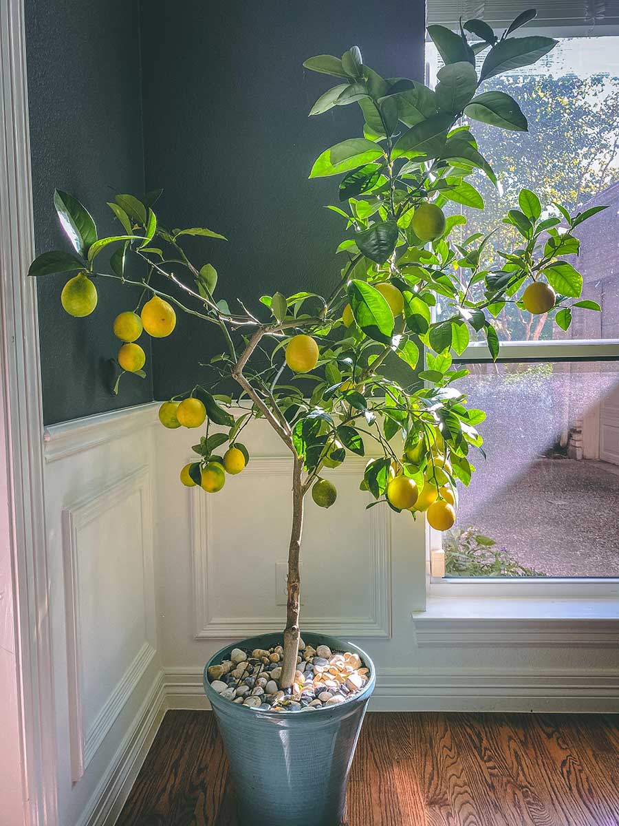Growing your own lemon tree is possible even if you don’t live in California.. Just grow the lemon in a container. Container growing makes it possible to have fresh lemons in almost any climate. 