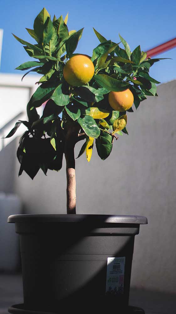 Before moving your Meyer Lemon outside, keep in mind that they’re pretty sensitive to changes in direct sunlight and changes to their watering schedule. The best time to move your citrus or lemon tree is when the temperatures are close to the same indoors and outdoors and ensure the last frost has passed.
