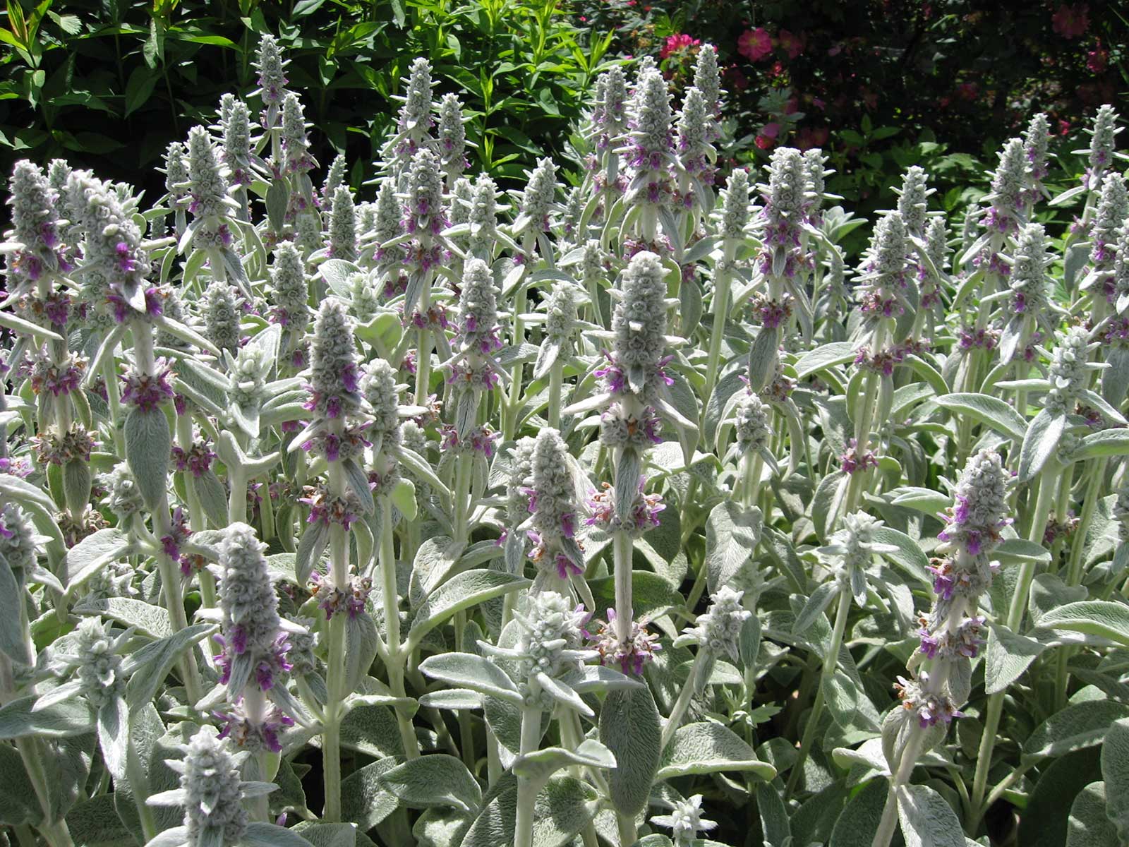 lamb's ear plants are tolerant enough to grow almost anywhere. The plant should be grown in full sun or partial shade. Although lamb's ear can tolerate the poorest of soils, it should always be well-draining as the plant dislikes overly moist soil. This is especially true of shady areas.