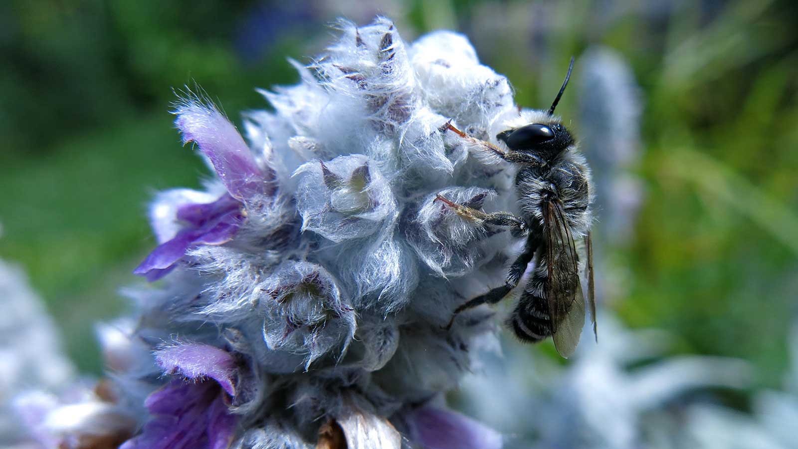 Stachys Big Ears attracts numerous beneficial pollinators like hummingbirds and bees. Some species of bees use the furry leaves of Lamb’s Ear plants to make nests. Its fuzz also attracts condensed water which small insects drink.