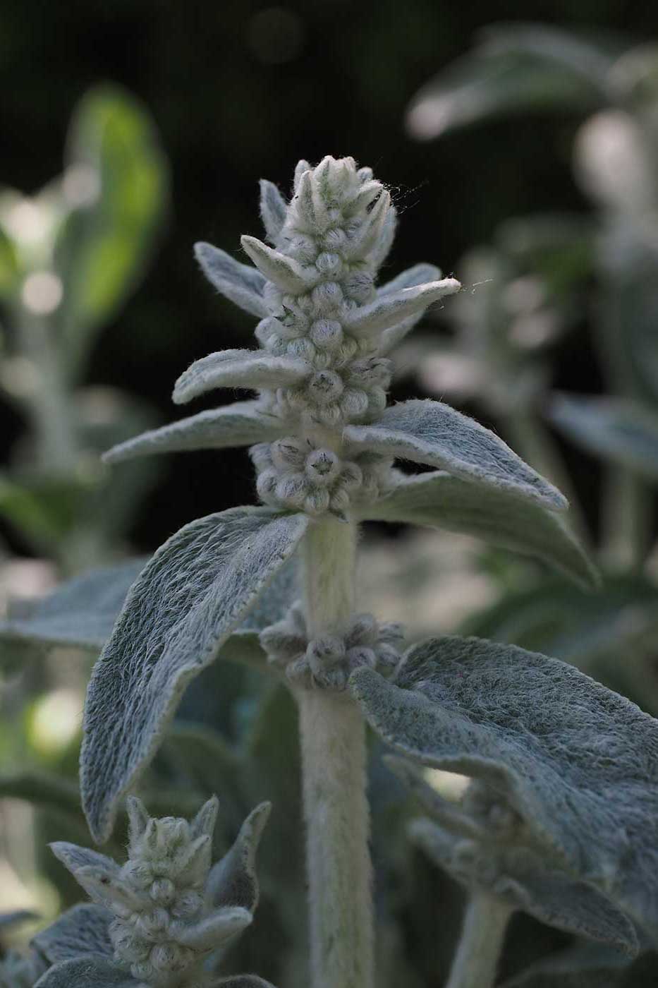Not only is lamb's ear hardy, tolerating a multitude of soil and sun conditions, but it sends up spikes of purple flowers in late spring and early summer that attract bees like crazy. Plant it, and its nectar will attract not only bees, but hummingbirds, as well.