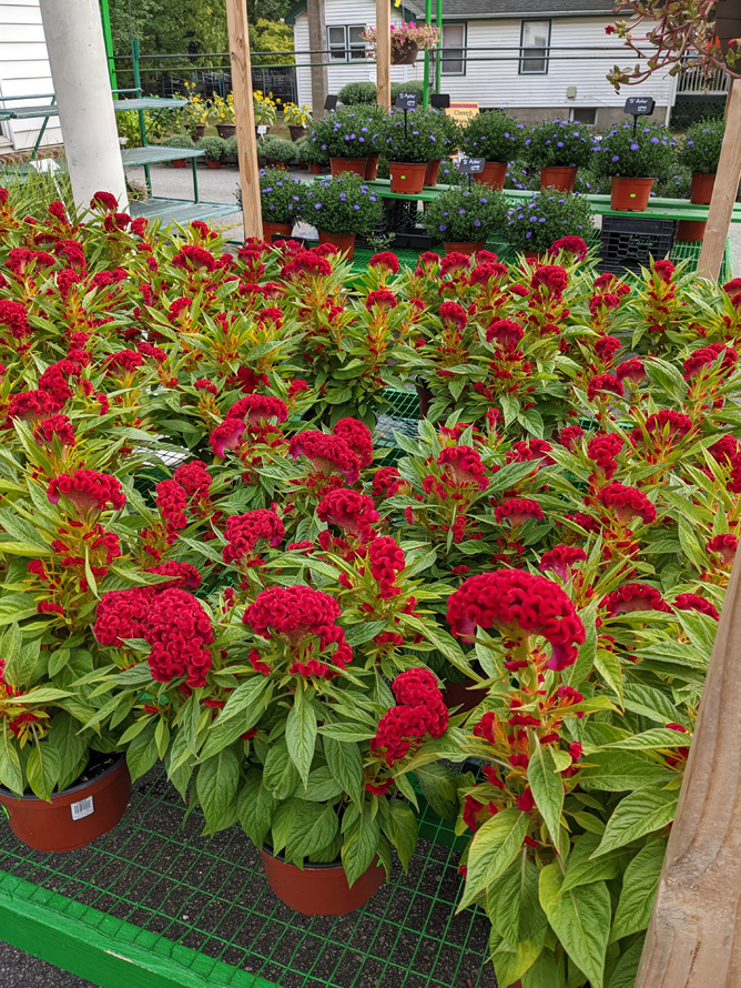 The flowers last for weeks and will attract bees, butterflies and the occasional hummingbird. Intenz Lipstick celosia makes a nice addition to container gardens, where it will act as the filler. In the garden, it displays best when planted in groups of five or more plants. 