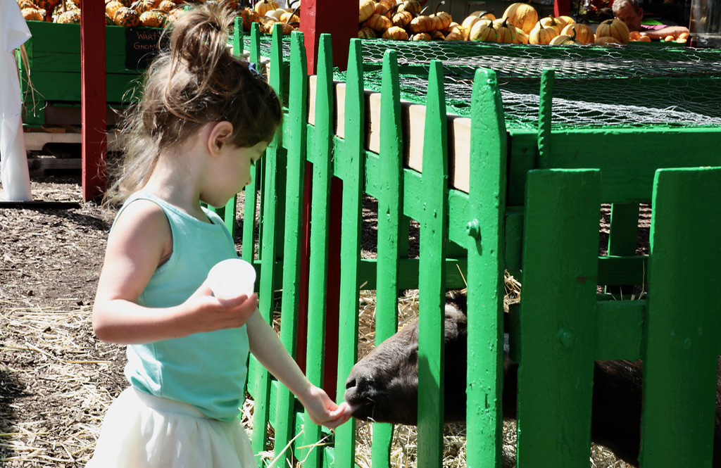 The joy on a child’s face after they get to interact with the gentle and sweet petting zoo animals will leave a lasting impression, and a memorable experience.