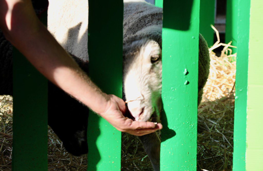 As children interact with animals, they learn their unique behaviors. Petting zoos can be very favorable learning experiences.