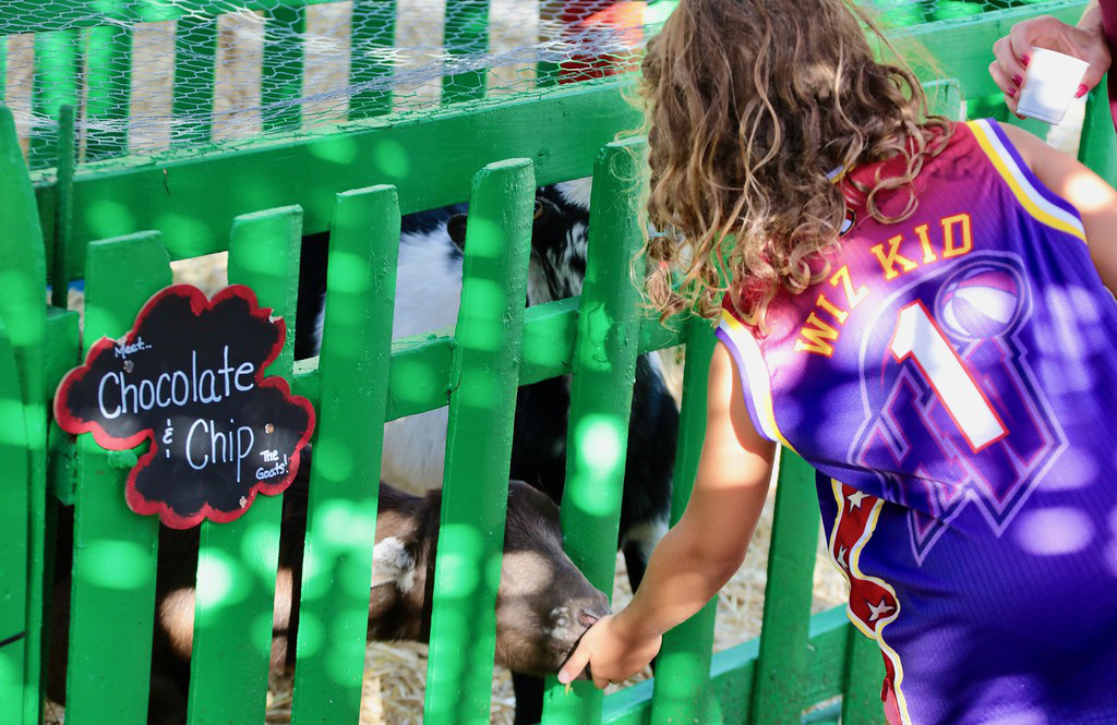 Along with social skills petting zoos offer hands-on activities such as feeding, petting, and grooming the animals.