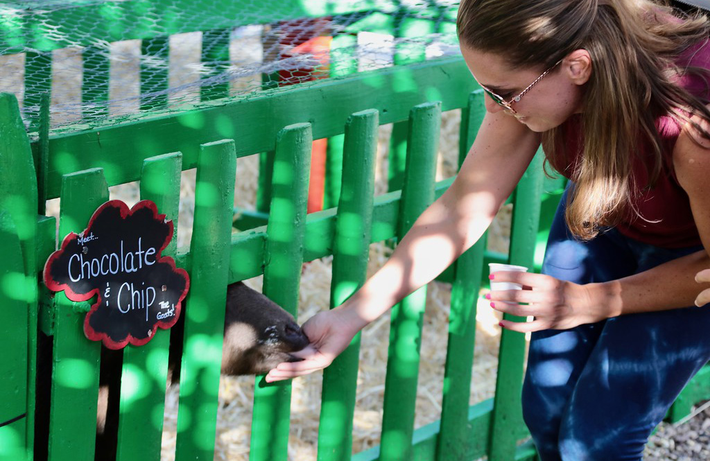 Petting zoos are great for young children as well because of the immense amount of sensory input. Almost all five senses are used in children who visit the petting zoo.