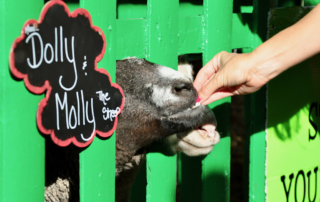Your son or daughter will love playing with the gentle and sweet petting zoo animals and will learn many important lessons from them while they’re at it!