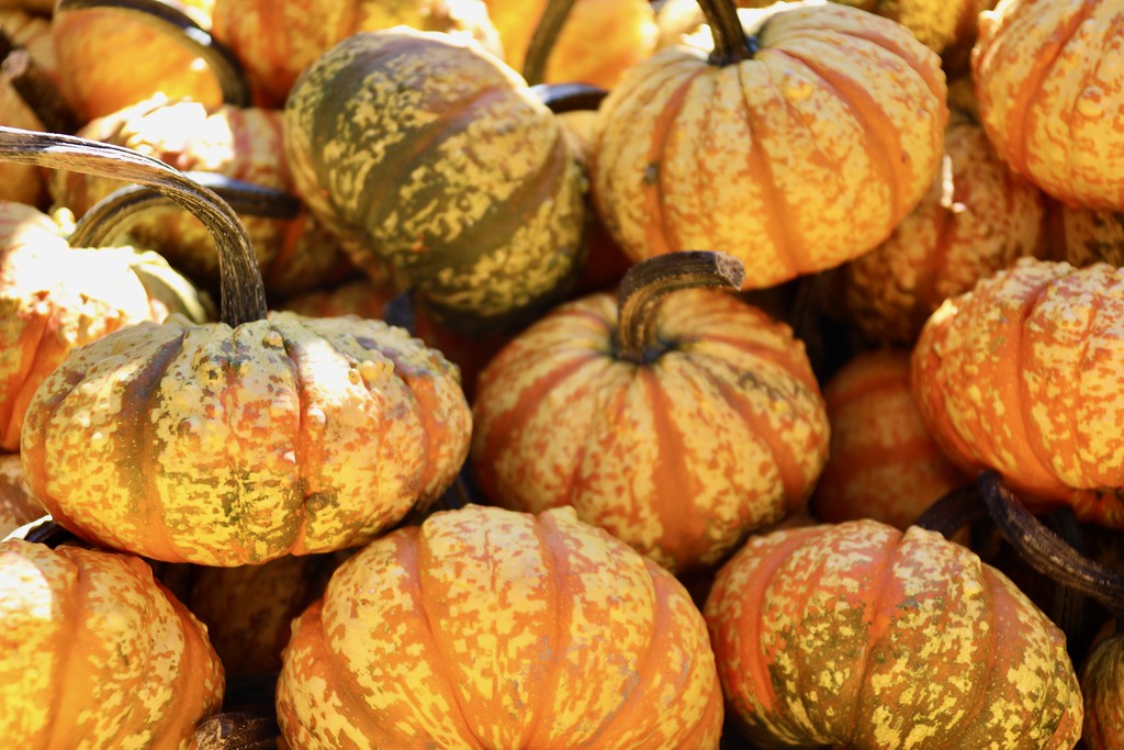 Over 1.5 billion pounds of pumpkins are grown every year in the United States.