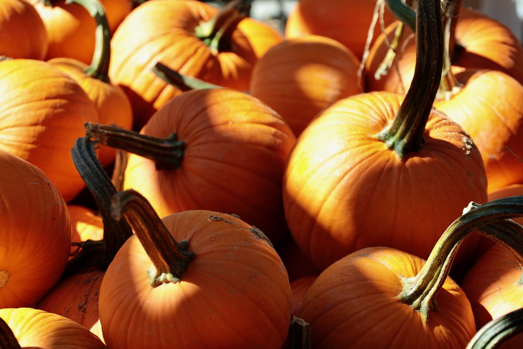 Each pumpkin contains about 500 seeds.