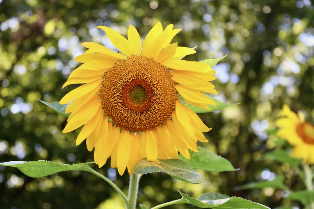 Add A Splash of Color with Sunflowers