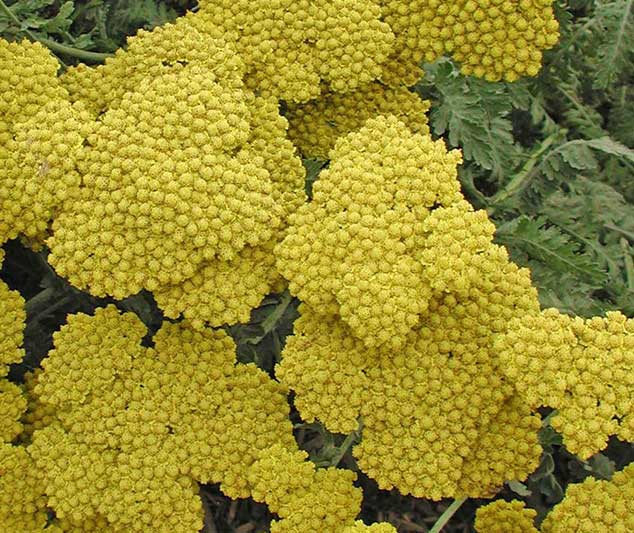Little Moonshine is a fuss-free, heat-loving bloomer with large clusters of canary yellow flowers on narrow stems held well above ferny, grey-green foliage clumps.