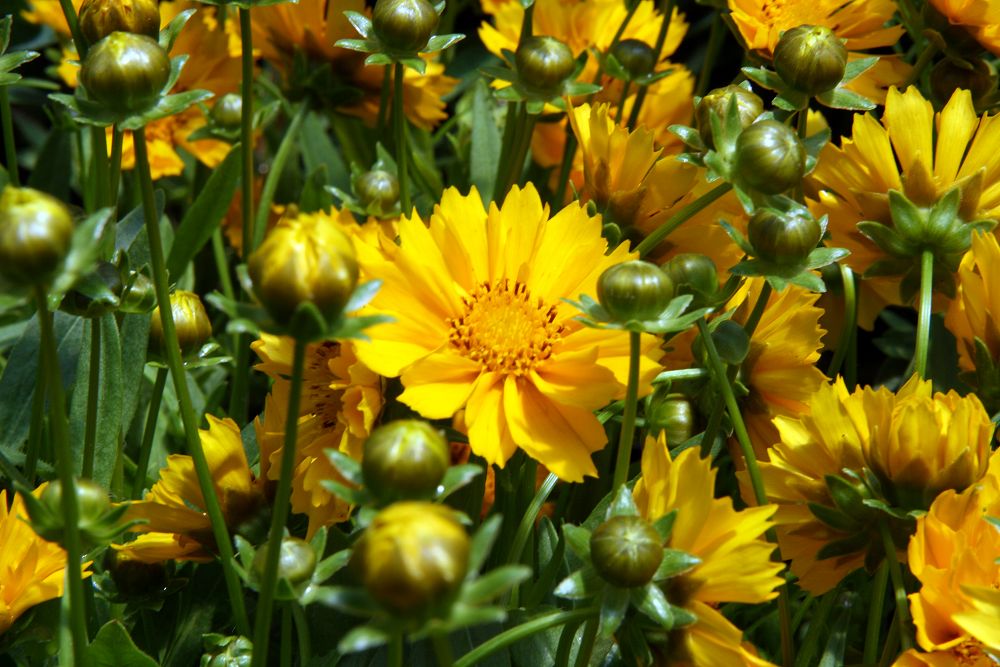 In the summer Jethro Tull Coreopsis (Tickseed) produces yellow and golden yellow flowers. The foliage is medium green and dark green in color. It attracts butterflies and visual attention and is resistant to deer and heat.