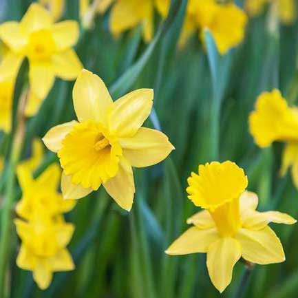 Please visit Maggie from Goffle Brook Farm at the Daffodil Festival on Sunday, April 23 at Memorial Park in Van Neste Square, Ridgewood. Maggie will be planting pansies with the youngsters to take home.