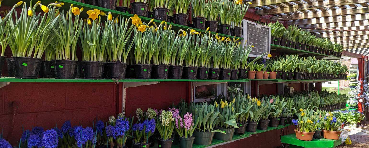 We have potted lilies, tulips, hyacinths, and daffodils that are sure to brighten up anyone’s day!