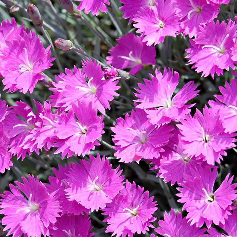 Long flowering German Hybrid with ice-blue foliage forms a tidy mat that stays evergreen. Dianthus Firewitch has brilliant pink single flowers that have frilled petals combined with a pleasing clove scent.