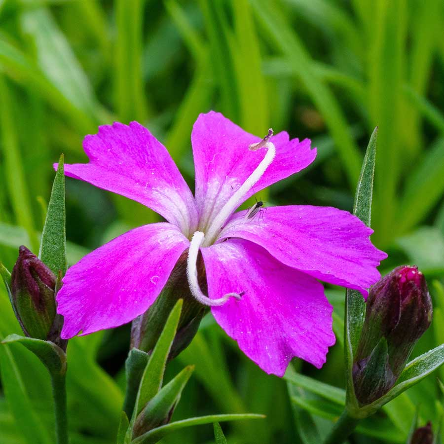 'Kahori' is a hybrid dianthus that typically grows in an upright rounded mound to 8-12" tall and to 12-18" wide. It is noted for its long summer bloom of fragrant rosy pink flowers. Flowers bloom from late spring to early summer with continued but somewhat sporadic additional bloom to fall